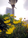 雏菊
