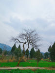 乡村田园