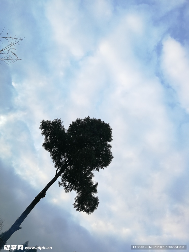 树