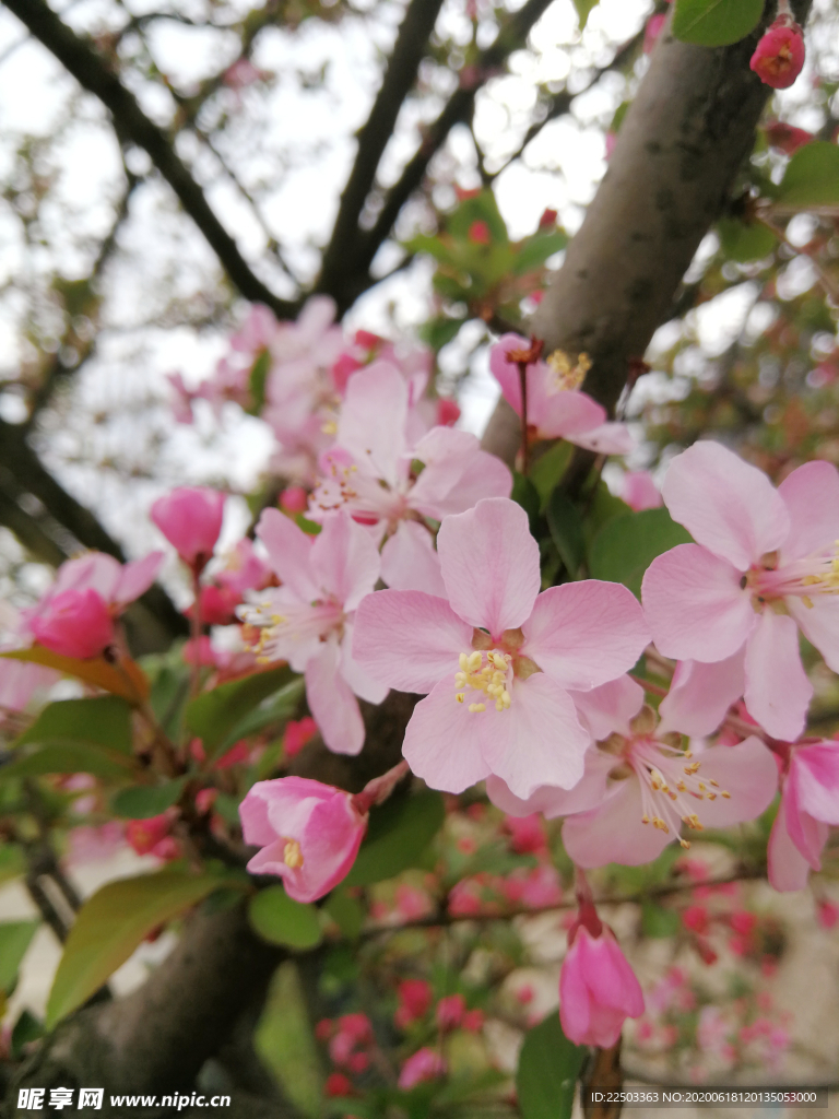 樱花