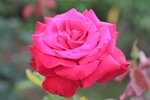 玫瑰花