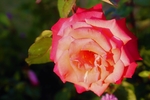 玫瑰花