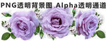 玫瑰花