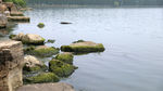 水边长苔藓的石头