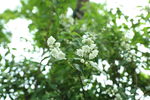茉莉花