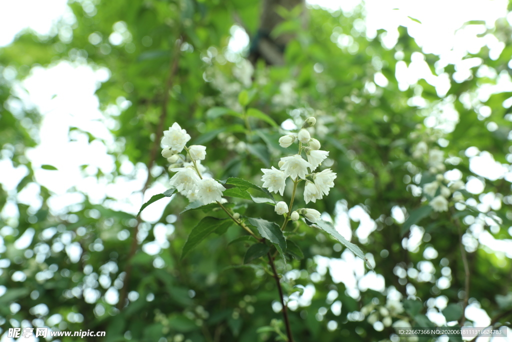 茉莉花