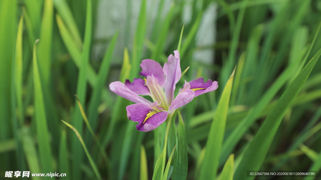 紫红色花菖蒲