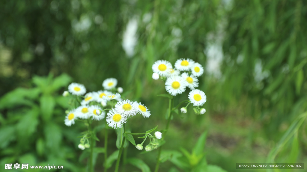 不知名野花