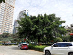 大榕树