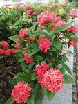 园艺装饰花