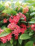 绣球花