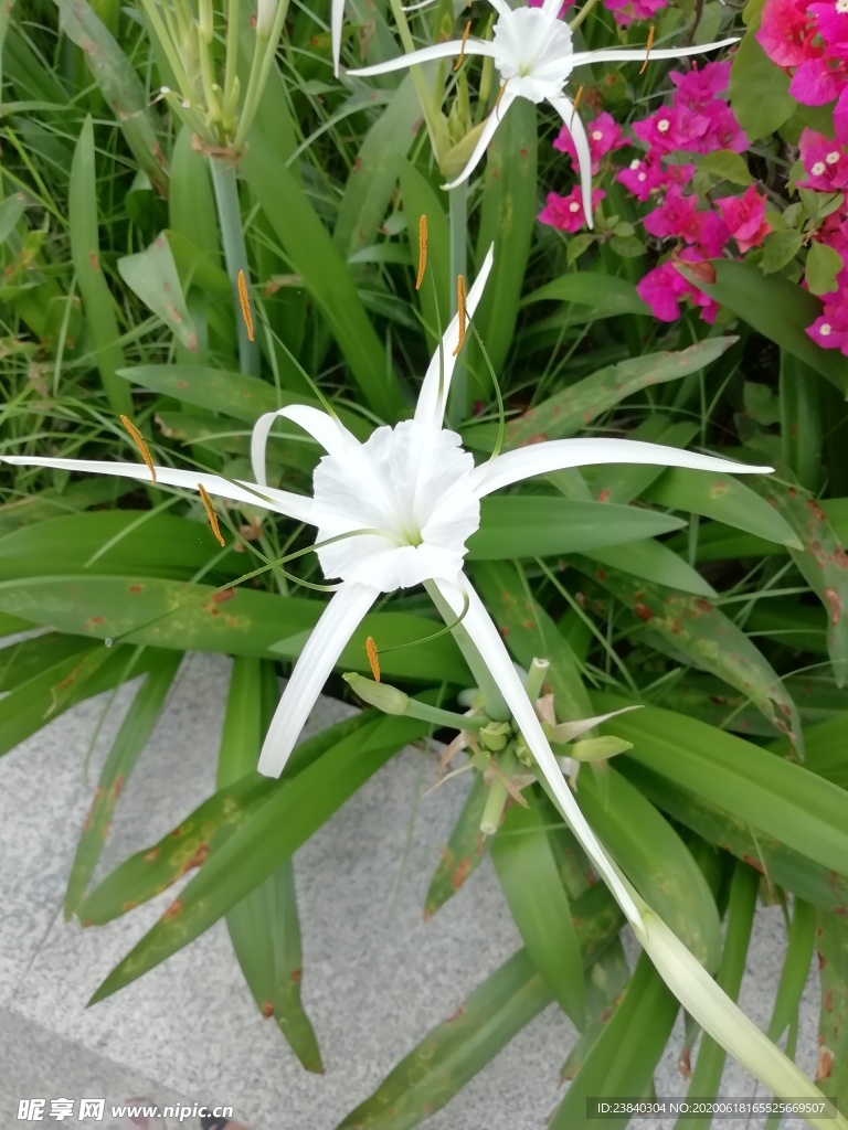 水鬼蕉（蜘蛛兰）花