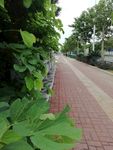 江滨小路