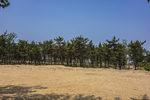 防风林 沙地