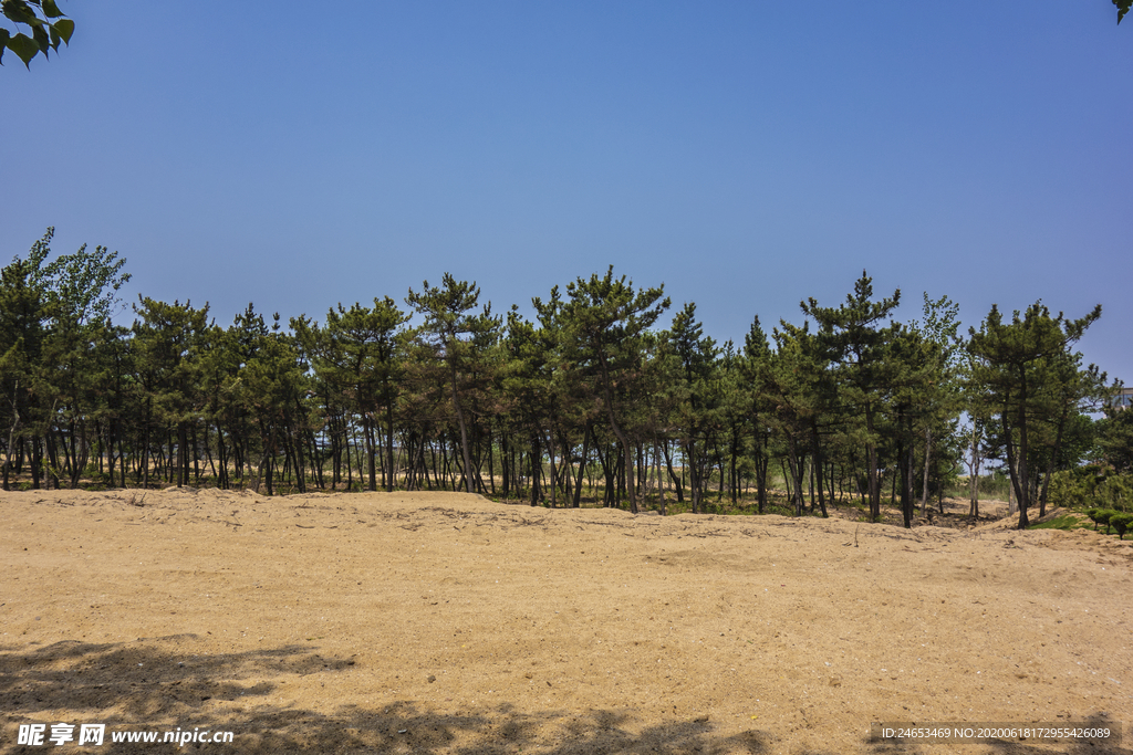 防风林 沙地