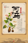 何首乌药材海报