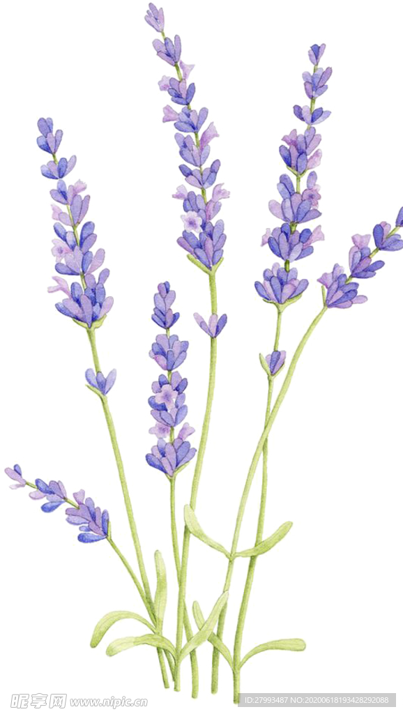 薰衣草
