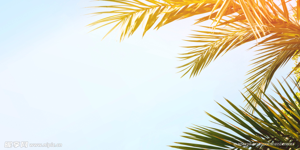 树叶枝头夏季阳光清新淡雅背景