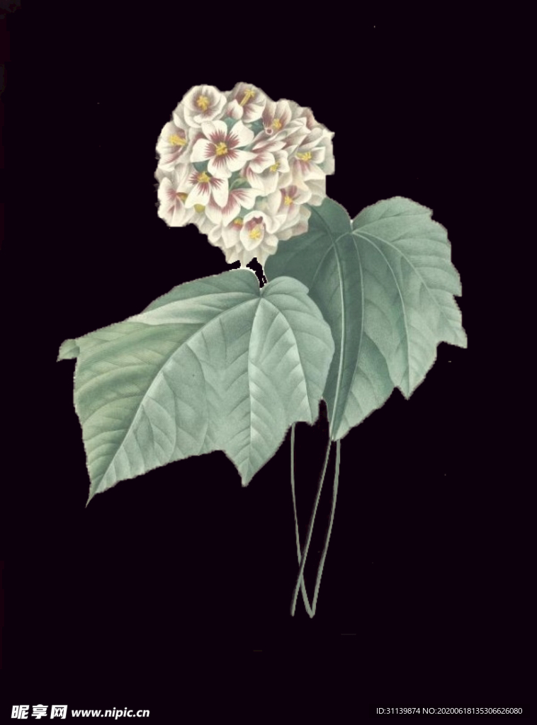 手绘花