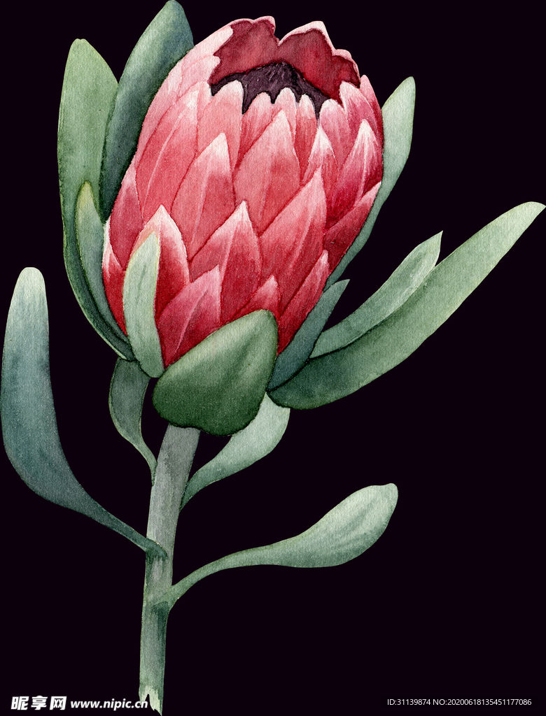 手绘花
