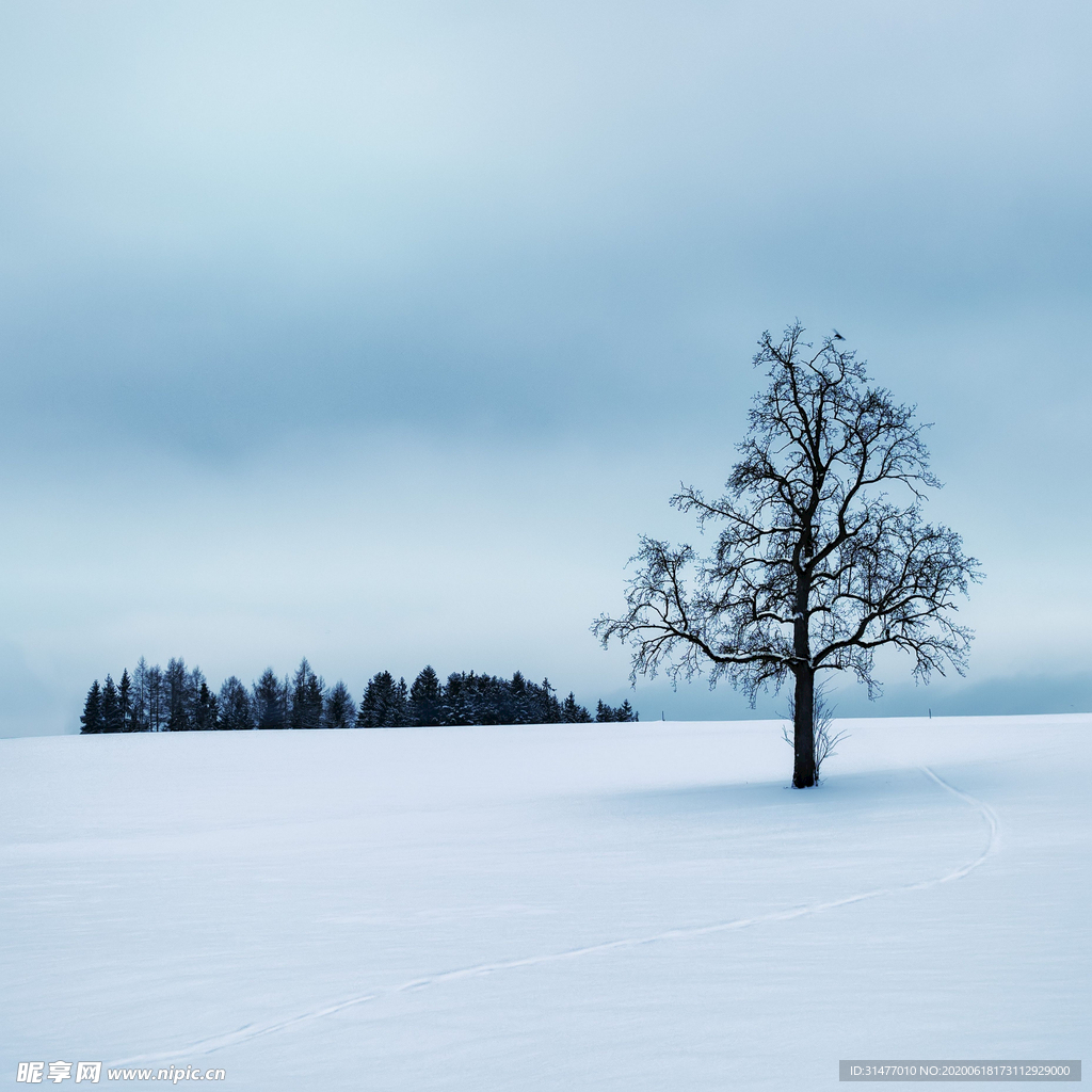 雪地里的树