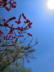 红花绿树唯美天空