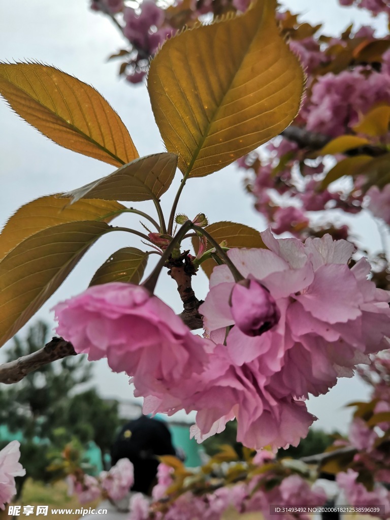 樱花树上的樱花