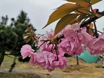 枝头的樱花
