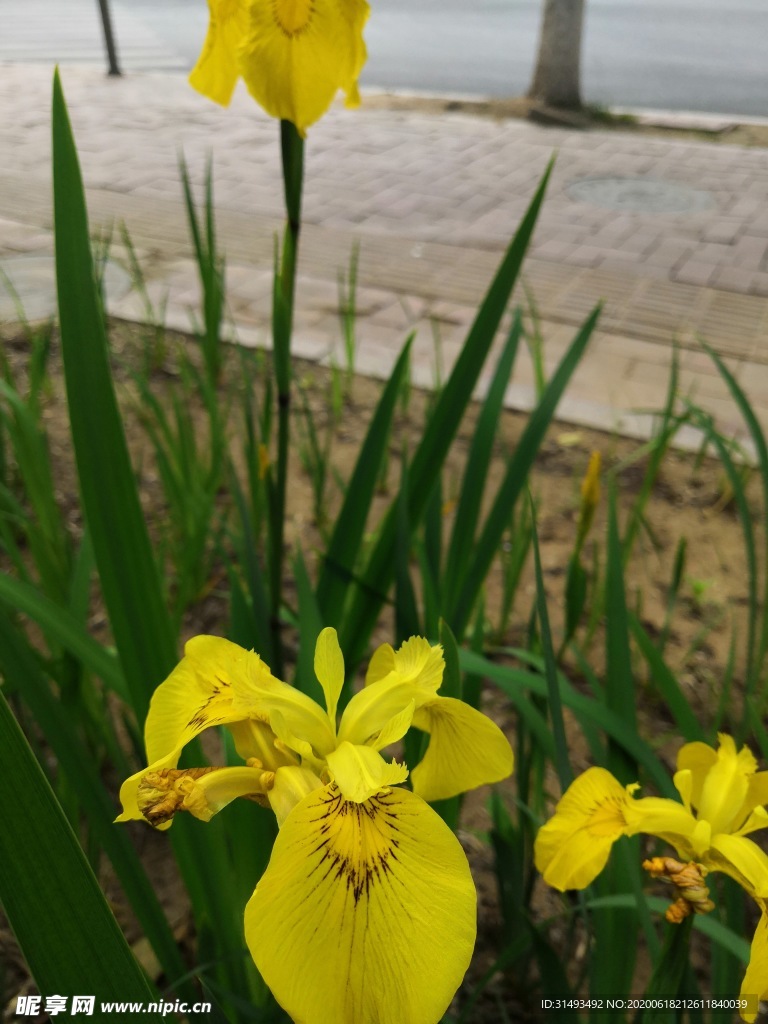 黄色的黄菖蒲花朵