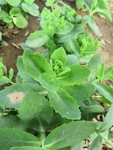 春天的长药八宝植株