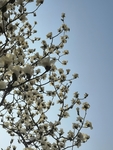 玉兰花树