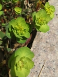 绿色泽漆草和石头