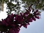 蓝天下逆光中的丁香花