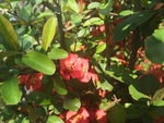 红色山茶花