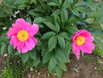 粉色的芍药花朵两朵