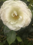 唯美白色的月季花