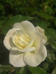 一朵白色月季花