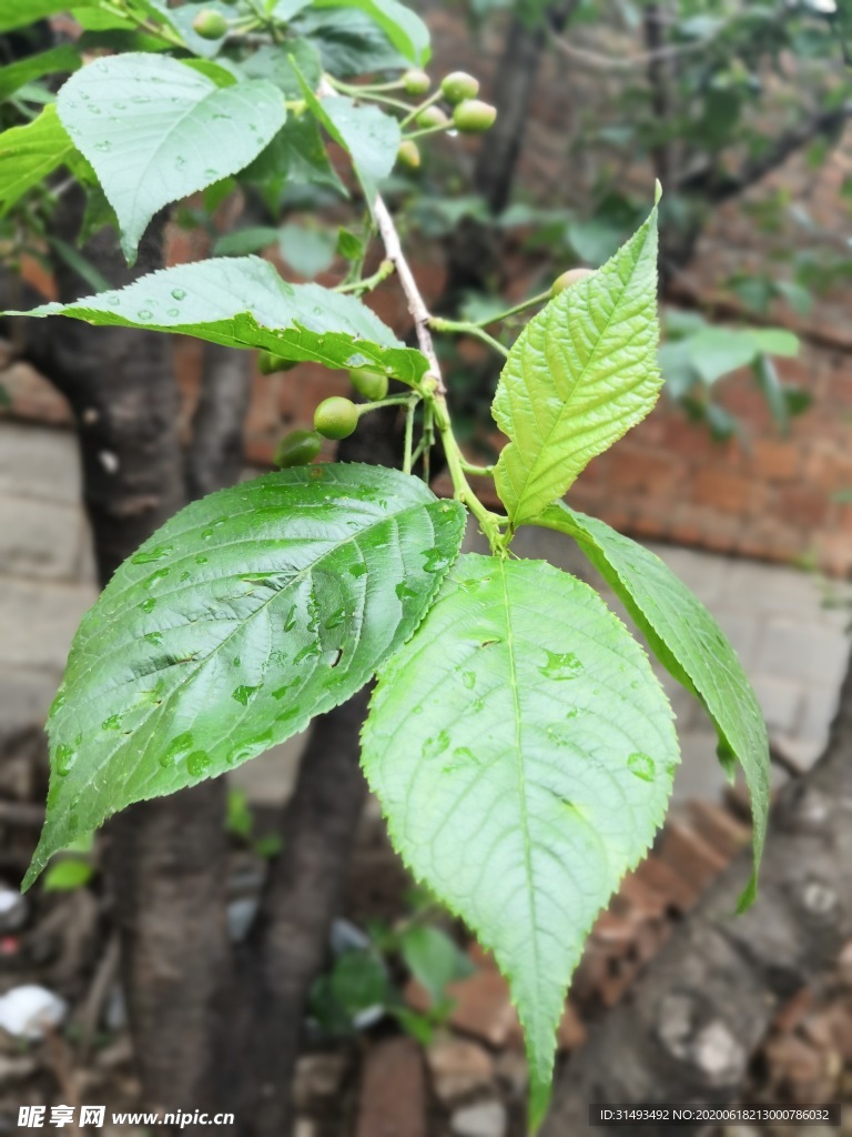 雨后的樱桃树叶子