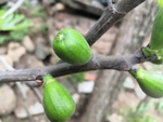 无花果树枝和果实