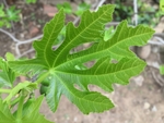 无花果树的叶子