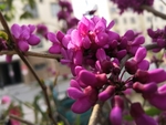 粉紫色丁香花花朵花苞
