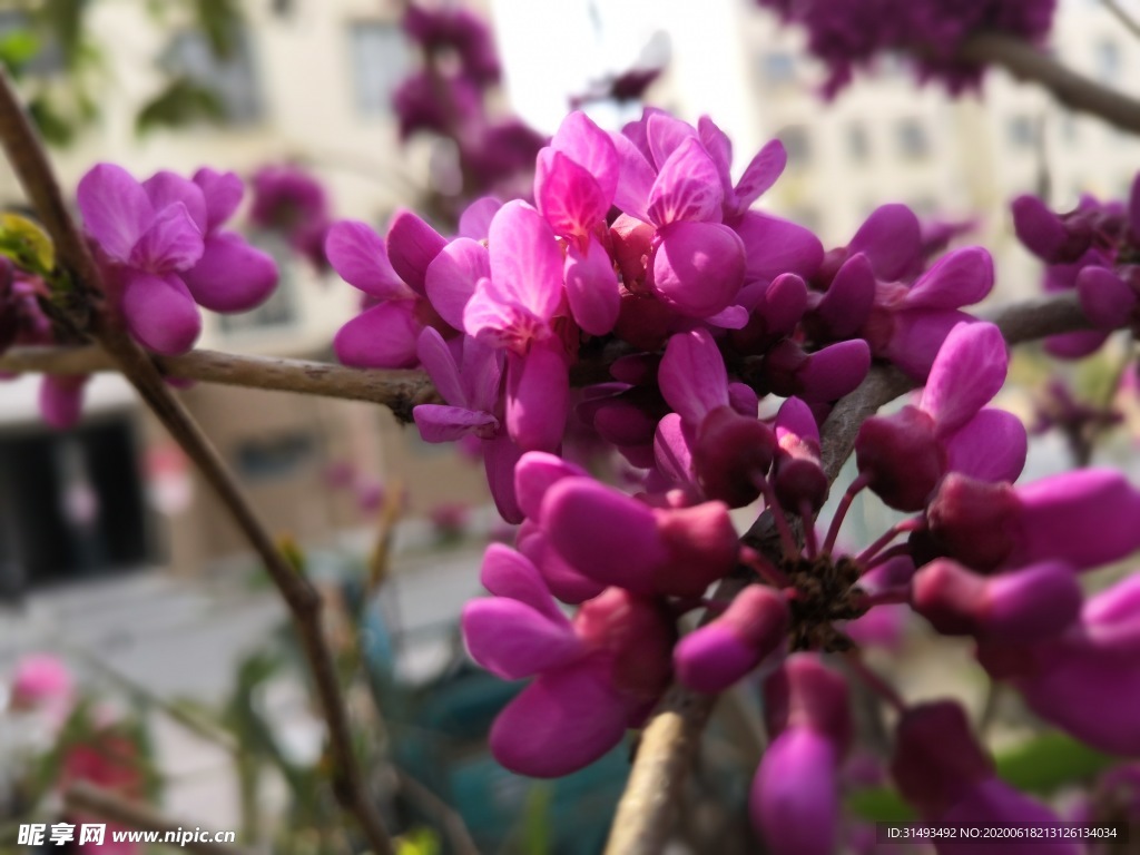 粉紫色丁香花花朵花苞