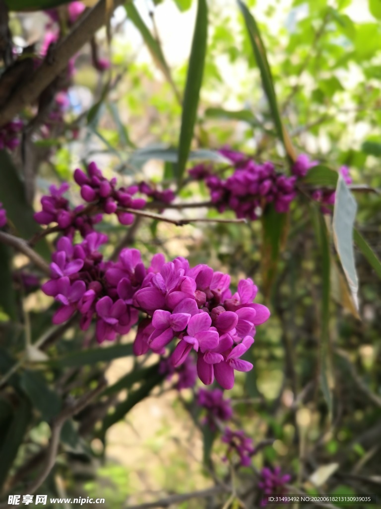 丁香花树枝花朵