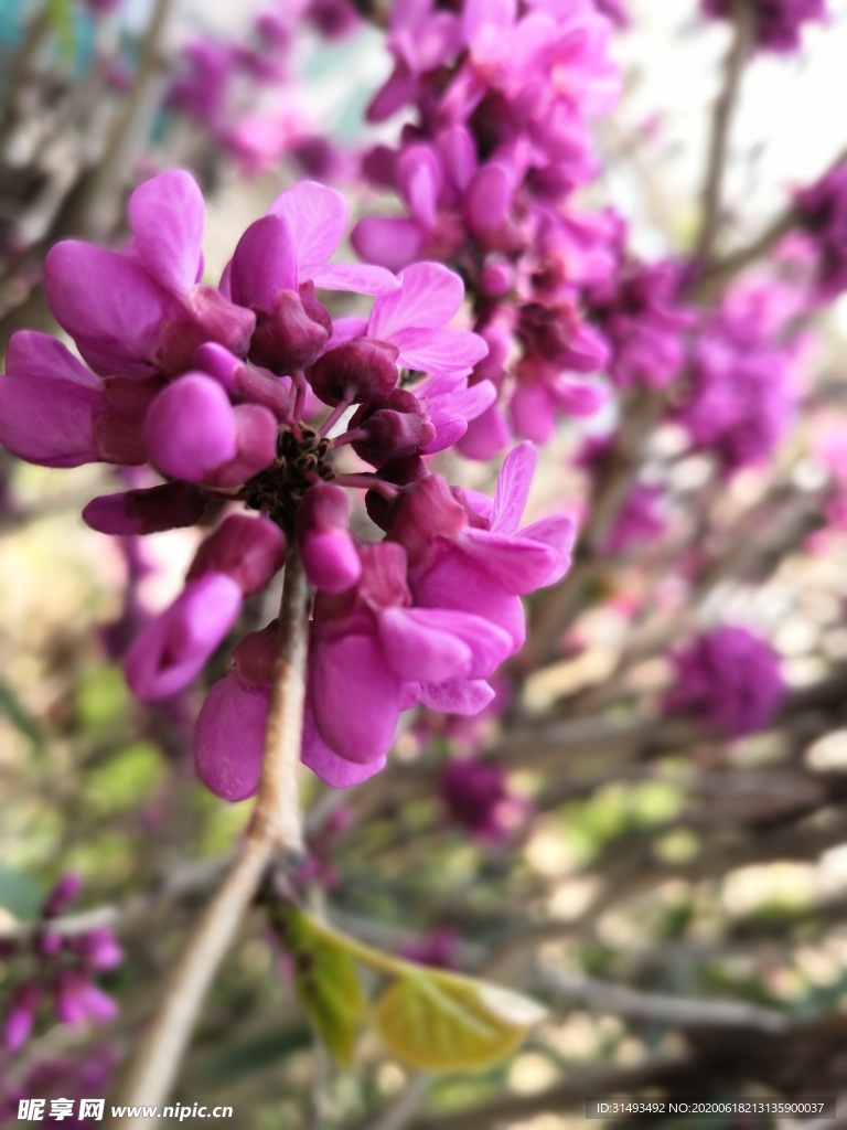 丁香花朵树枝