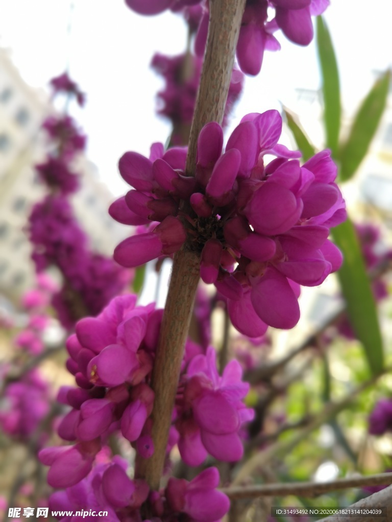 怒放的丁香花花朵