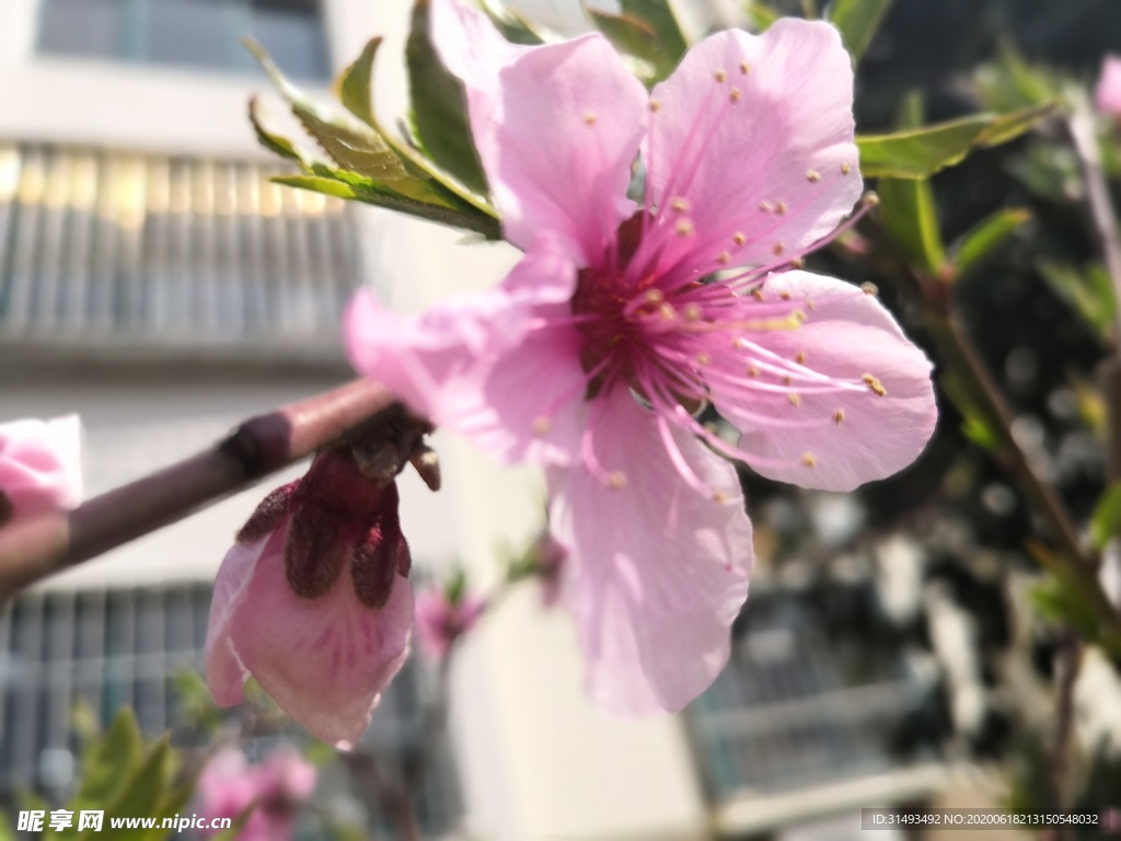 桃花花朵花苞