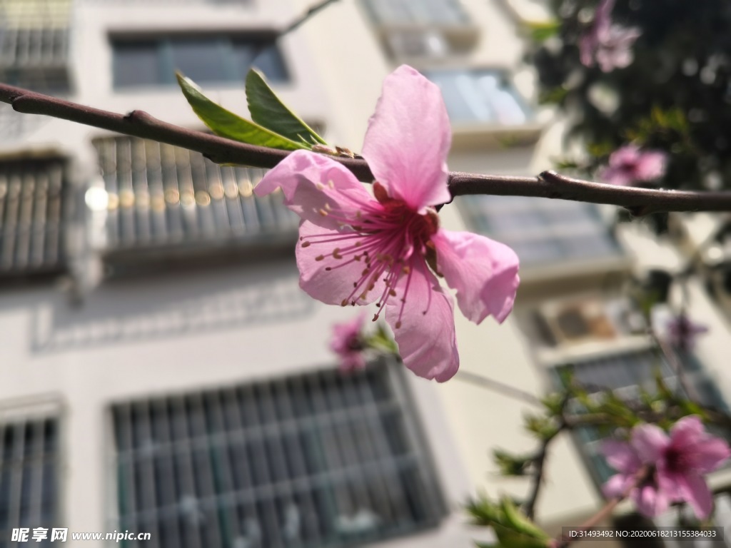 春天的一支桃花花朵