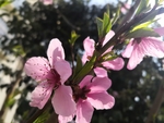 枝头绽放的桃花四五朵