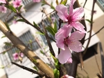 桃树上面桃花开
