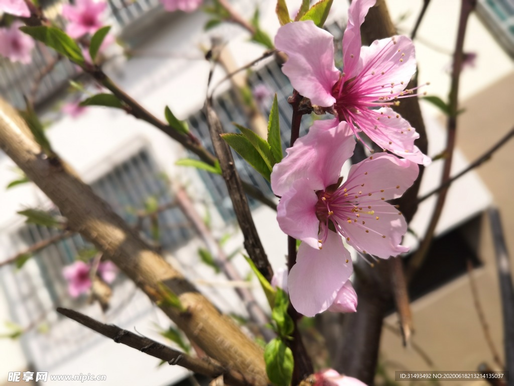 桃树上面桃花开